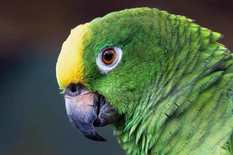 Amazon Rainforest, Brazil